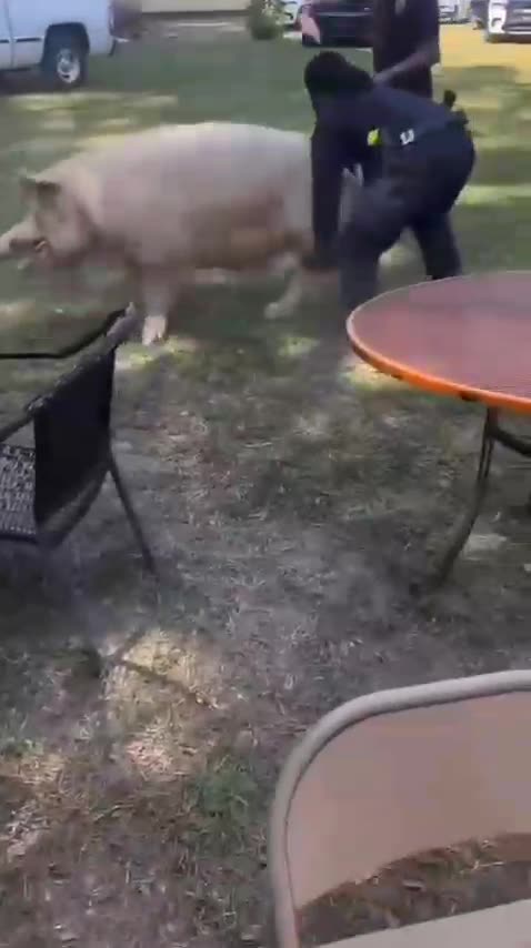 Weight mass wins the battle 🤣