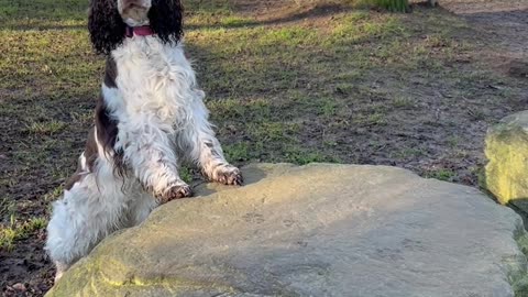 Dog Peeks During Hide and Seek