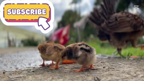 The five chicks and the forest, songs for kids