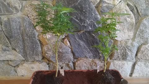 PR1M3RA FLATS [clone Only] & OBAMA KUSH [Clone Only]