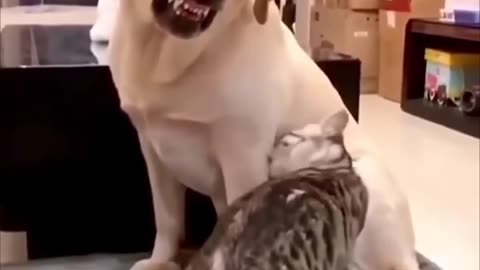 funny dog and cat 😯🤣😁