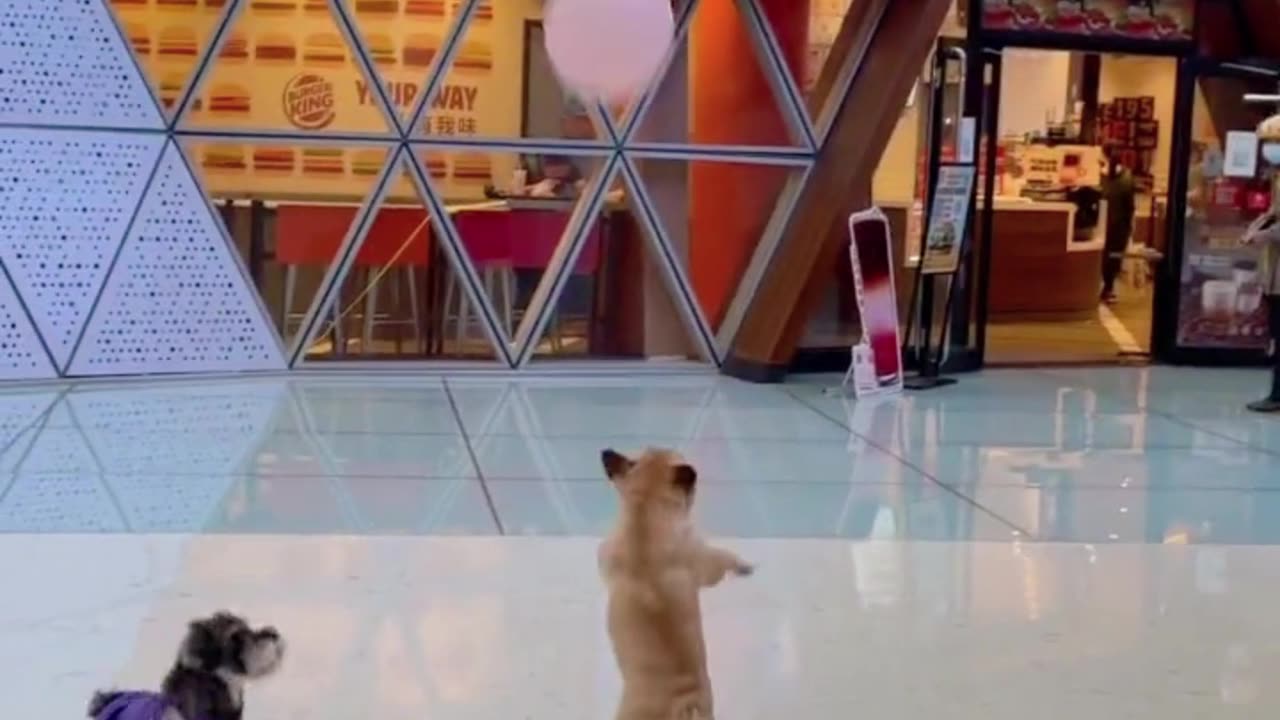 a dog happily playing with balloons.