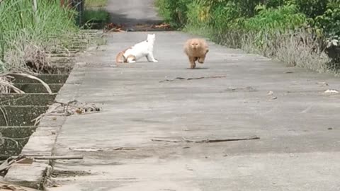 Orange Cat Zoomies