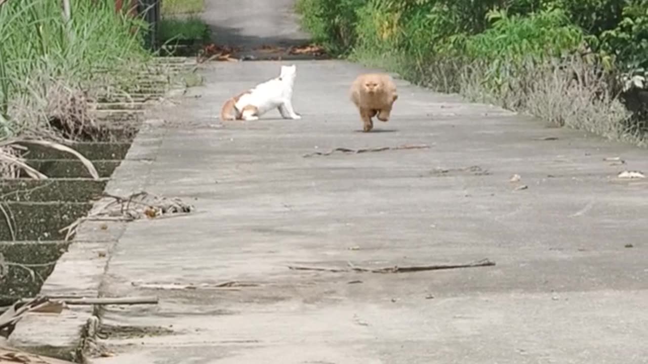 Orange Cat Zoomies