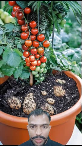 टमाटर और आलू एक ही पौधे से 🍅 🥔 Tomatoes and potatoes from the same plant