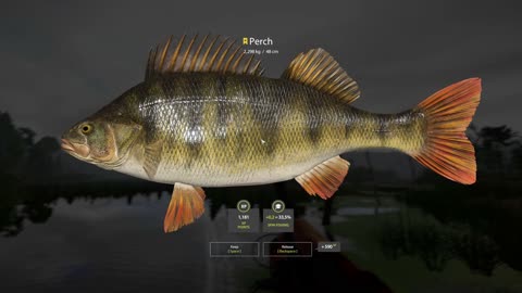 Big Trophy PERCH 2,298 kg / 5 lb, Old Burg Lake, Russian Fishing 4 game