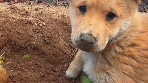 I ate the radish dug by the puppy