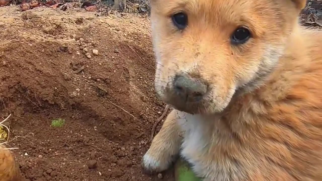 I ate the radish dug by the puppy
