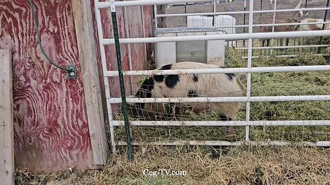 Graham Family Farm: 2:10 PM January 31st 2025