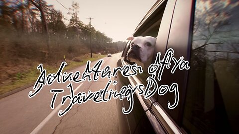 Adventures of a Traveling Dog: Join Me on My Journeys!