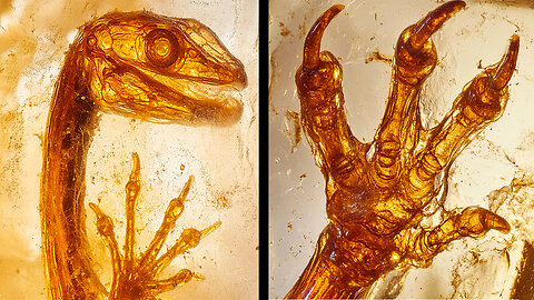 5 Strange Prehistoric Creatures Preserved in Amber Forever
