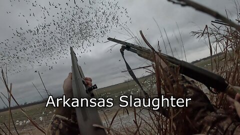 Epic Arkansas Snow Goose Hunt: 357 Birds Down!