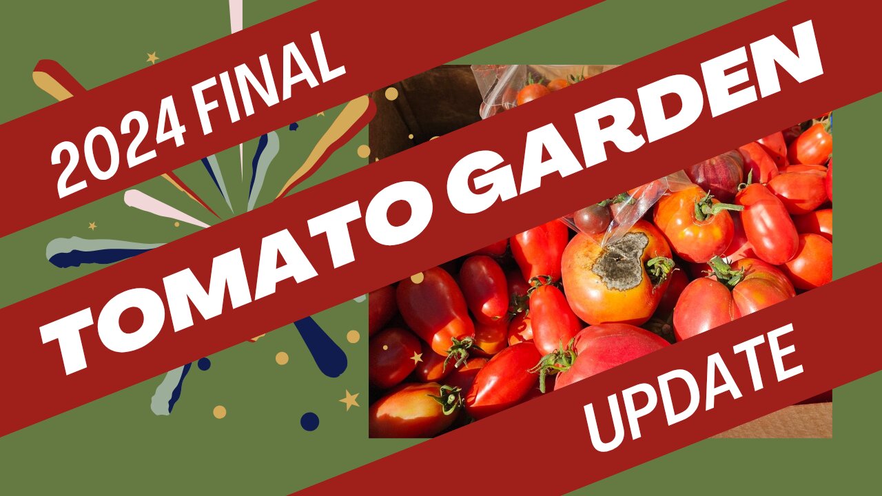 2024 Final Tomato Garden Wrap-up