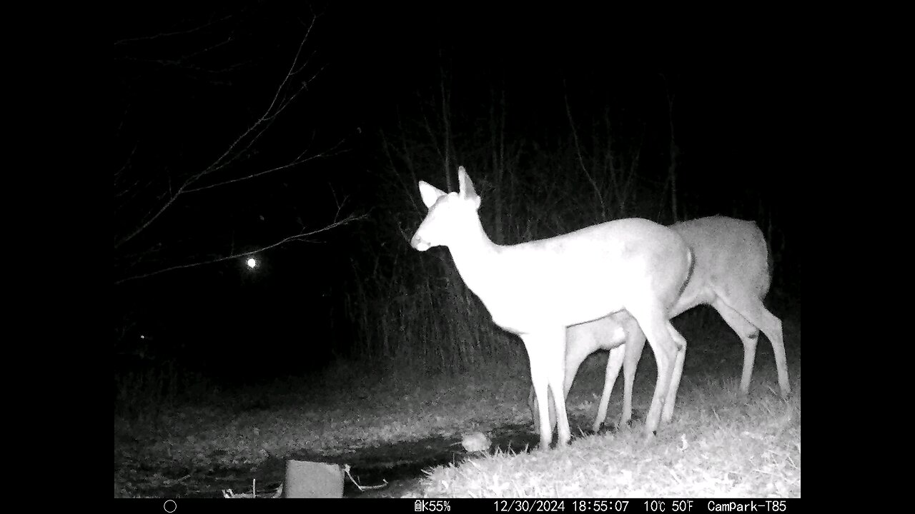 Deer Cam 12-30-2024