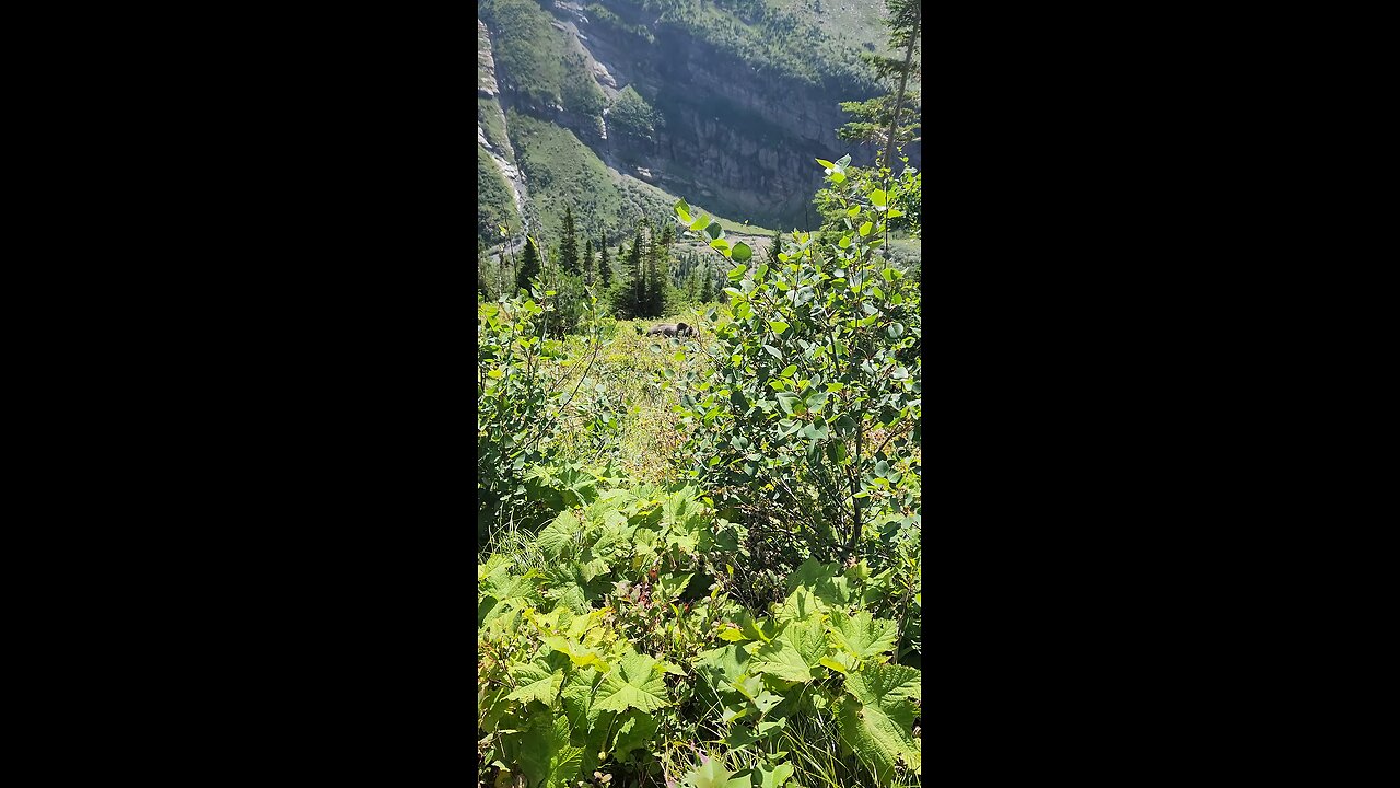 griz in glacier park