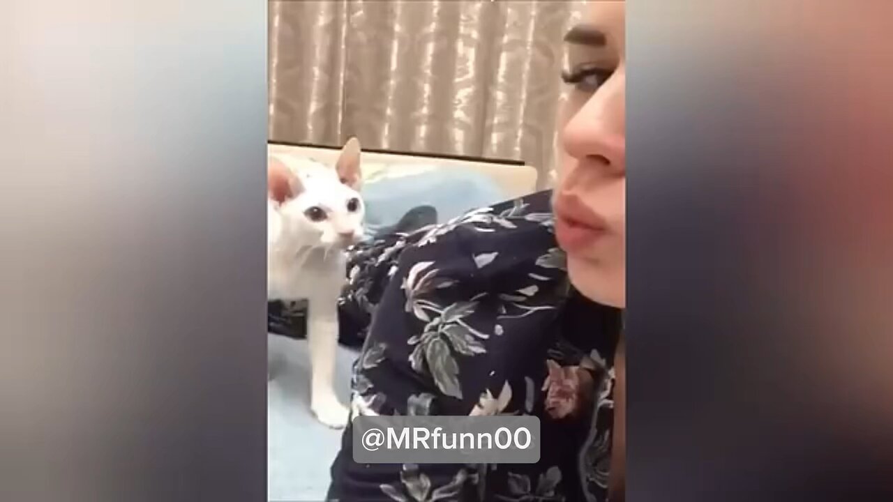 Funny video Cats 😂🐈