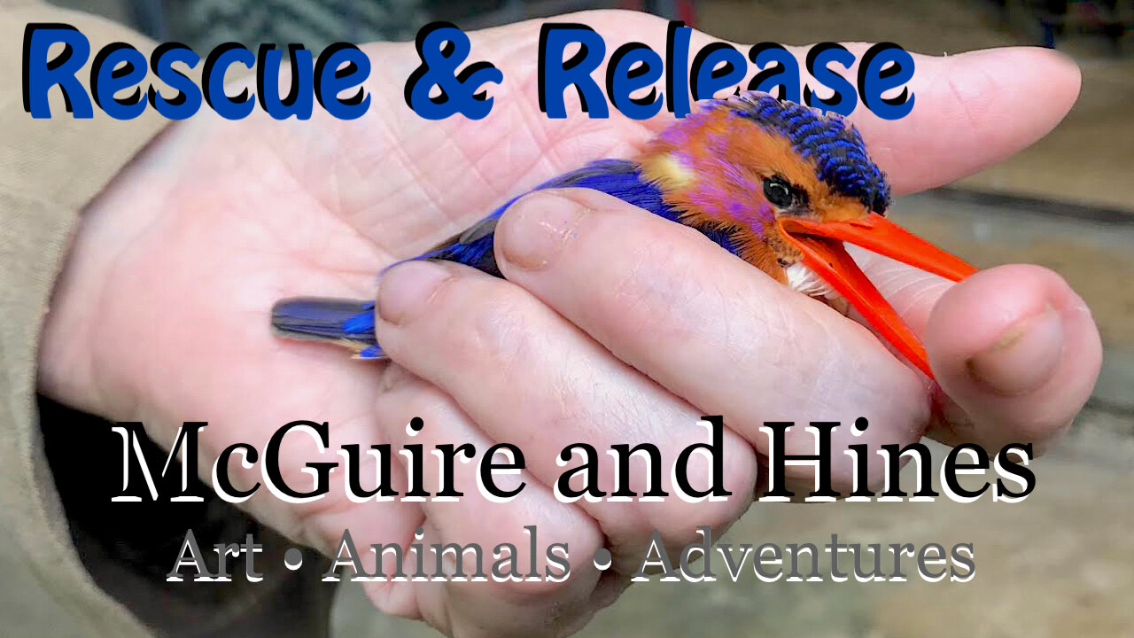 Wildlife Rescue | McGuire and Hines Studios Sneak Peek