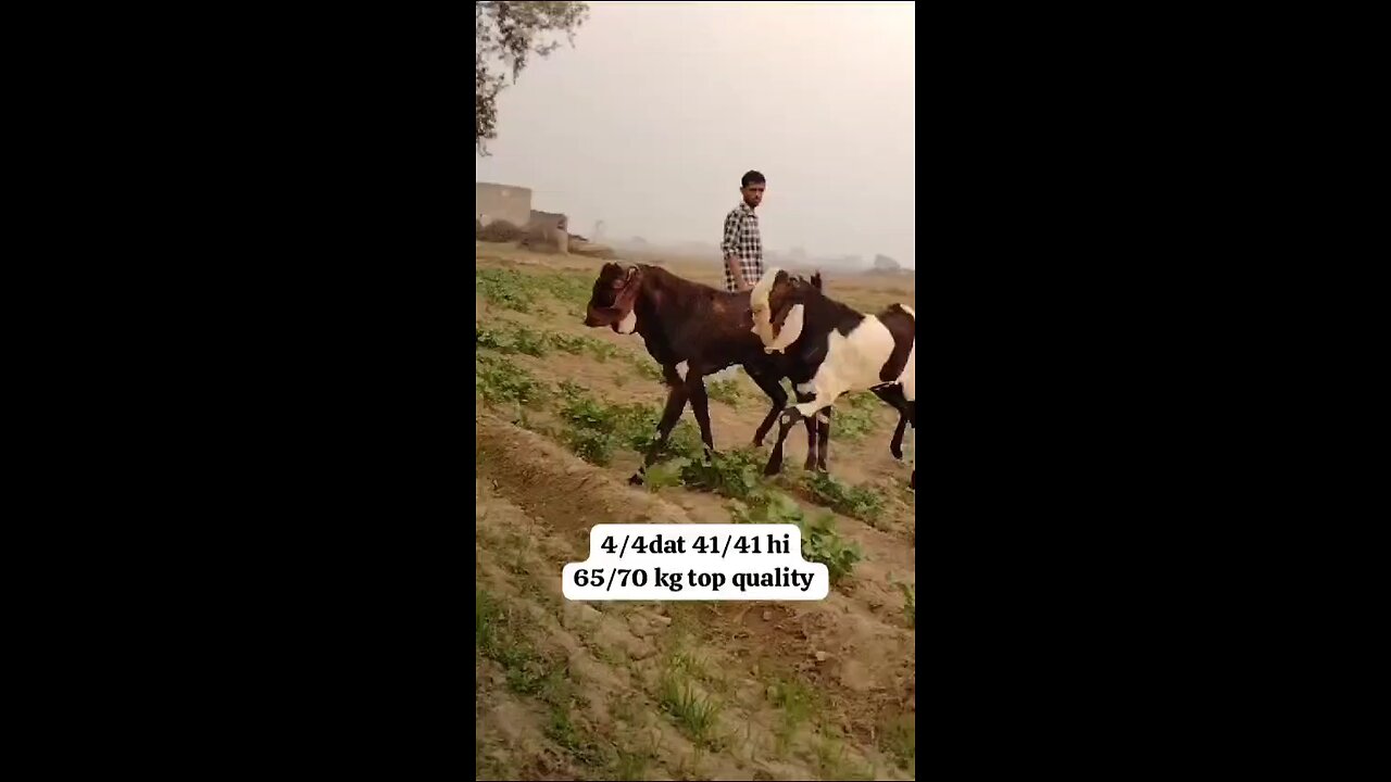 very big got