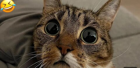 Funny animal videos 2025 - Funny cats/dogs Funny animals Part 01/Happy Pett
