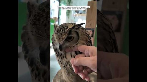 funny animal