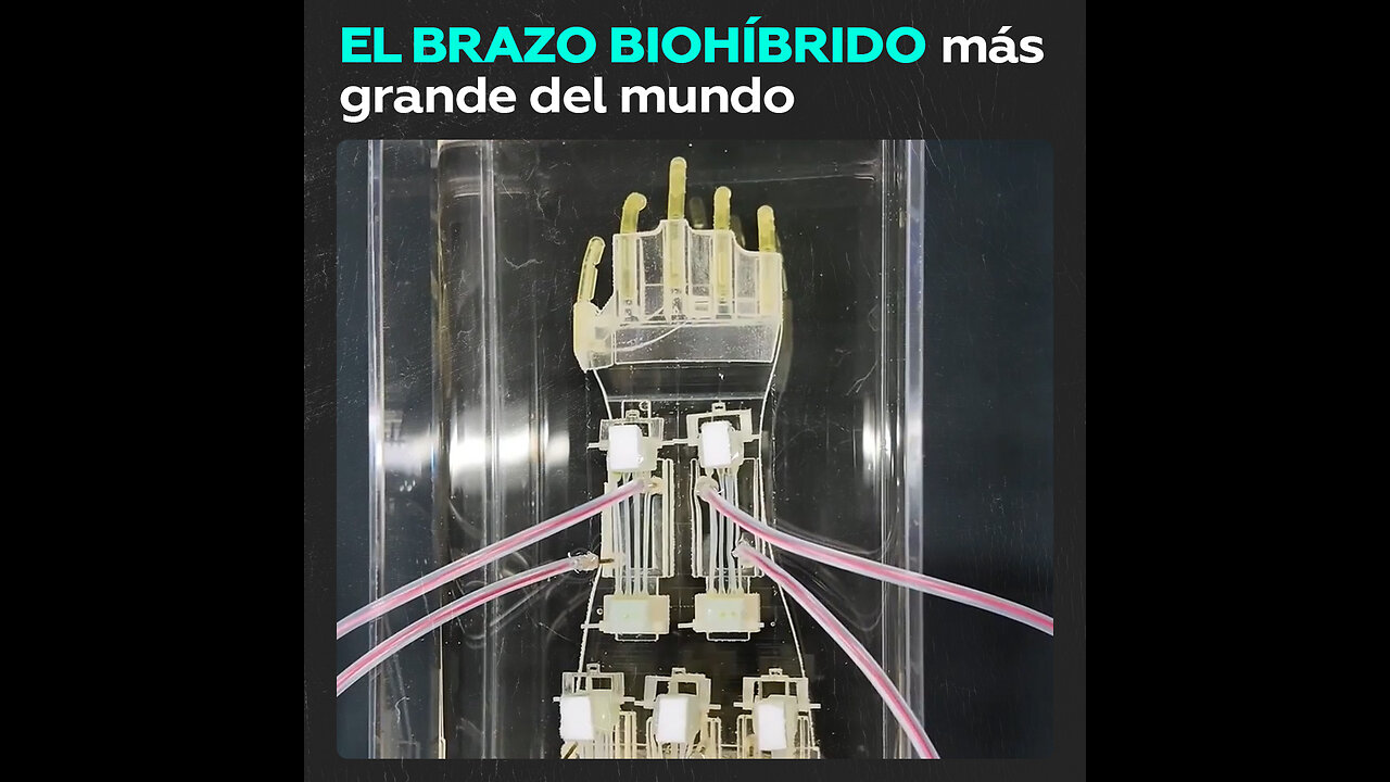 Un brazo que combina tejido vivo con materiales artificiales