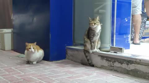 Homeless cats in UAE, Ras Al Khaimah #cat #cats #RasAlKhaimah #straycat #straycats #pet #pets #food