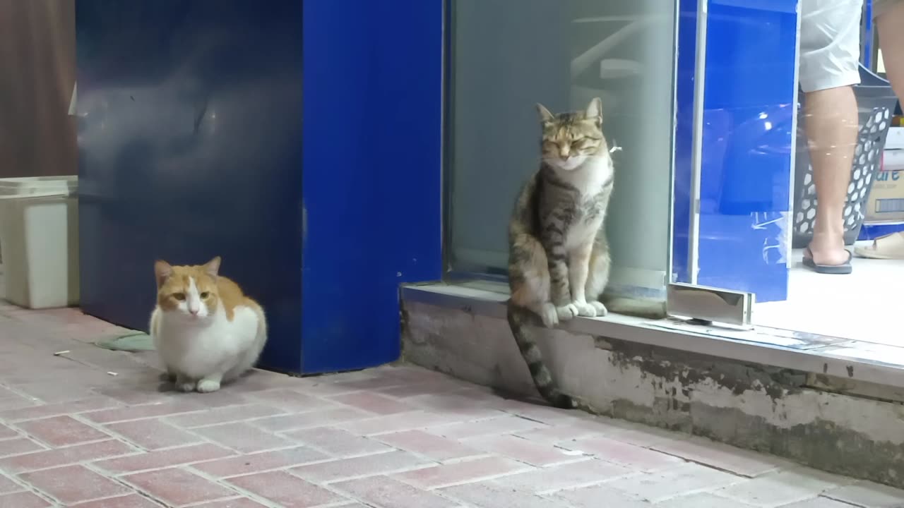 Homeless cats in UAE, Ras Al Khaimah #cat #cats #RasAlKhaimah #straycat #straycats #pet #pets #food