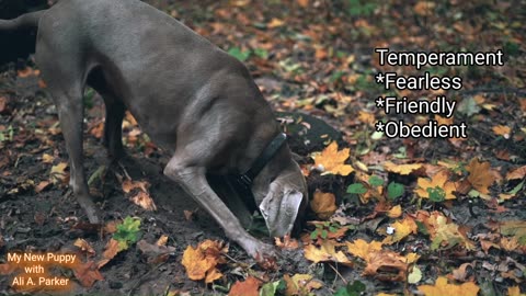 #Weimaraner A Dog Born To Hunt