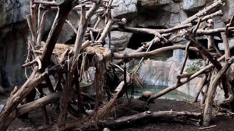 Andean Bear at the San Diego Zoo