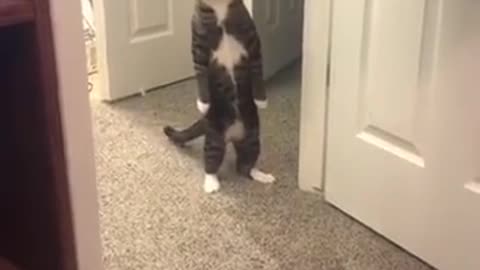 lustige Katzen Videos
