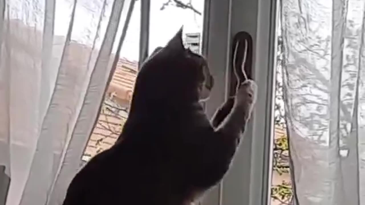 Cat fin with humans FBI Open the door