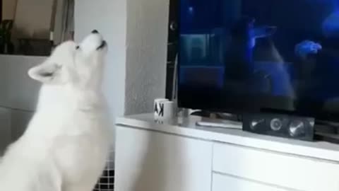 DOG FUNNY REACTION