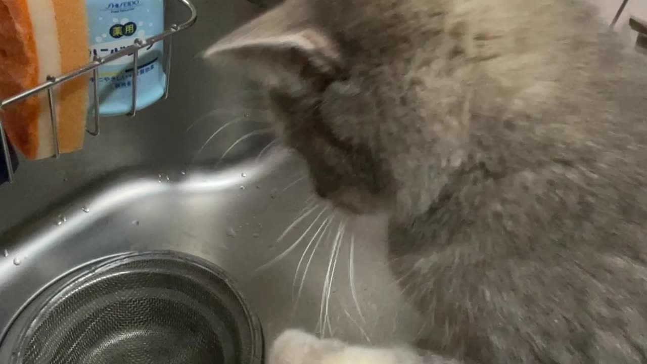 Kitten Confounded By Dripping Water