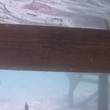 Afternoon Snorkeling