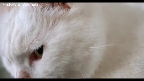 You can't control your laughing.#funny animal video