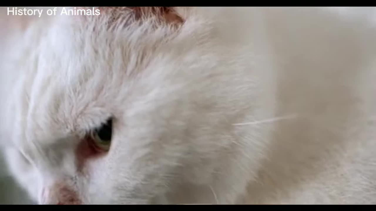 You can't control your laughing.#funny animal video