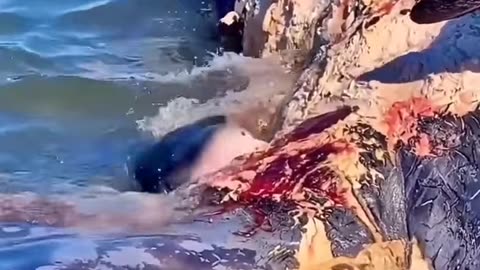 Great White Shark Feeding on Humpback Whale Carcass