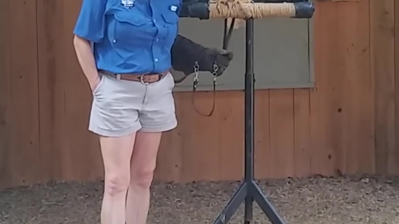 Bird Show About An Eagle