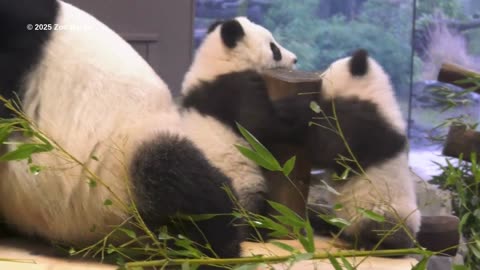 Berlin Zoo Unveils Adorable Panda Twins Leni and Lotti!