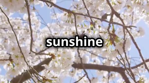 Praying for a Joyful Spring