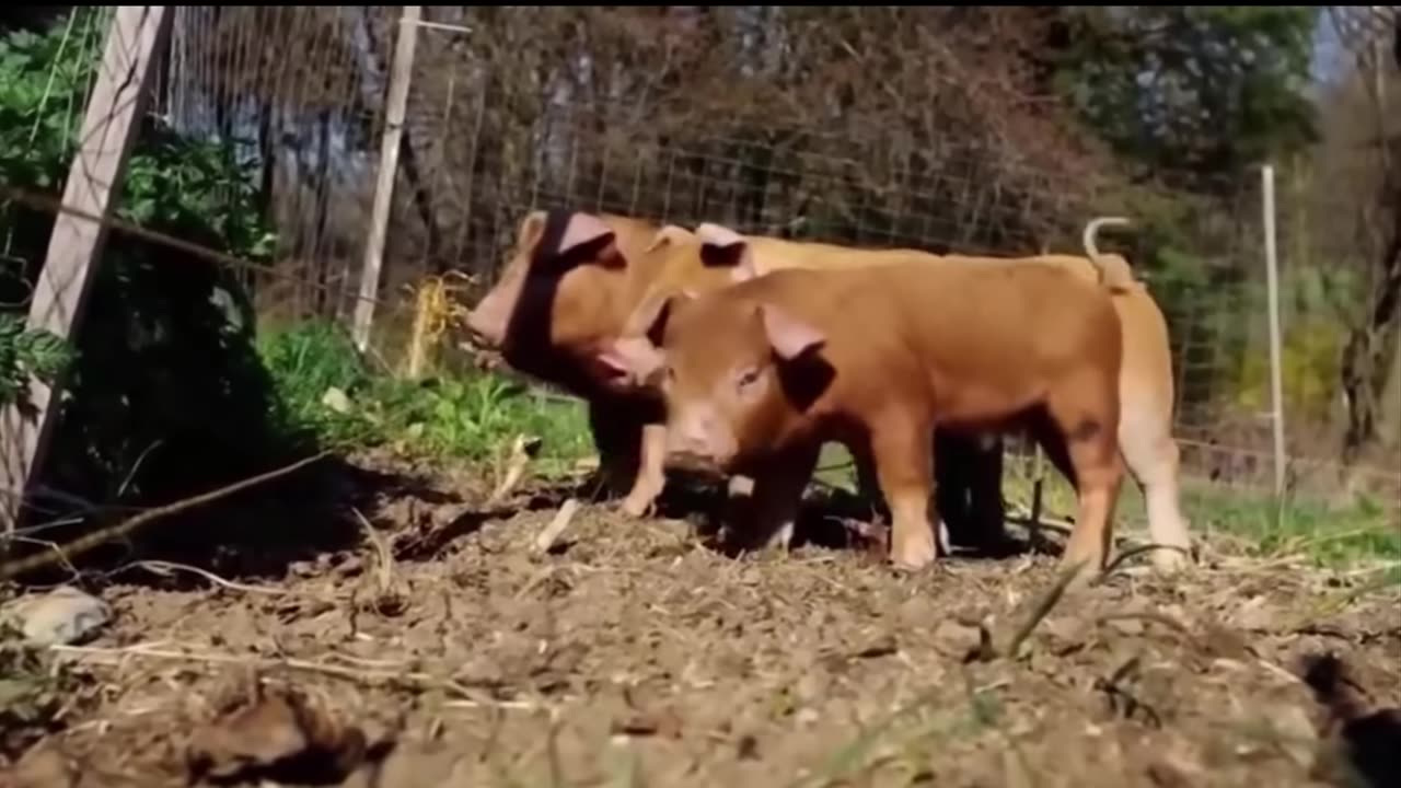 Animals Getting Shocked with Funny Sound Effects!