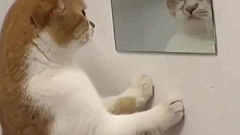 🐱 Cat Sees Itself in the Mirror – You Won’t Believe the Reaction! 🤯😂