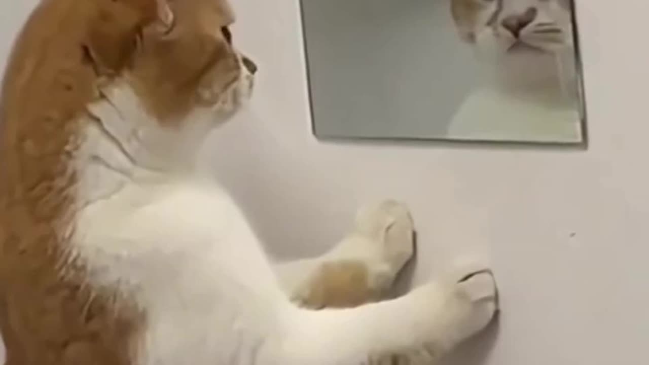 🐱 Cat Sees Itself in the Mirror – You Won’t Believe the Reaction! 🤯😂