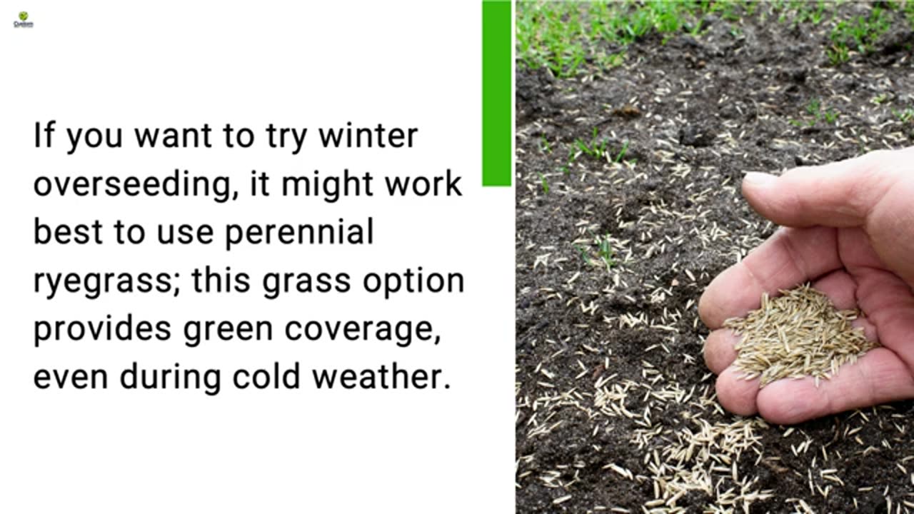 Expert Tips to Grow Grass in Arizona