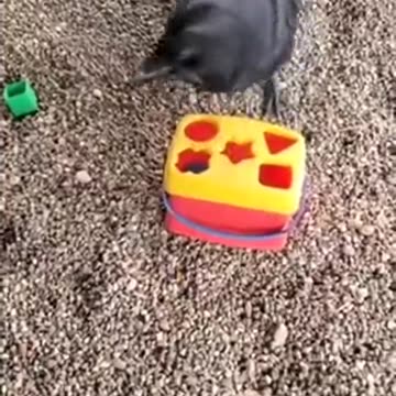Clever Crow