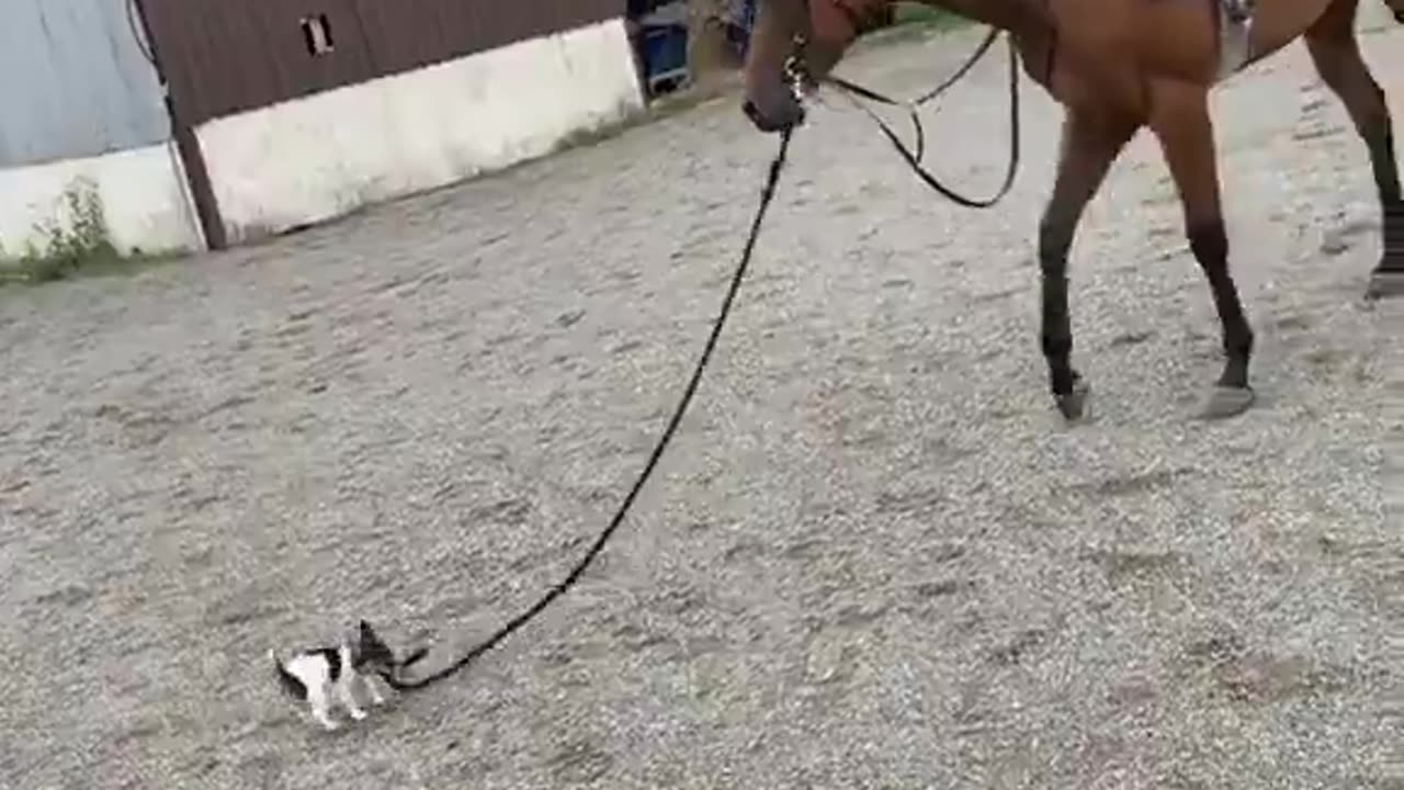 Horse is like “Oh ok” 🤣
