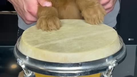 Puppy Drums