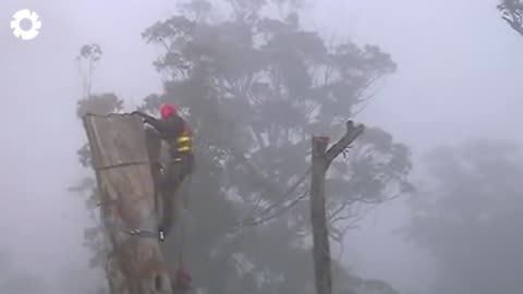 Big Chainsaw Cutting Tree