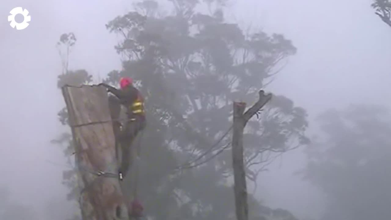 Big Chainsaw Cutting Tree