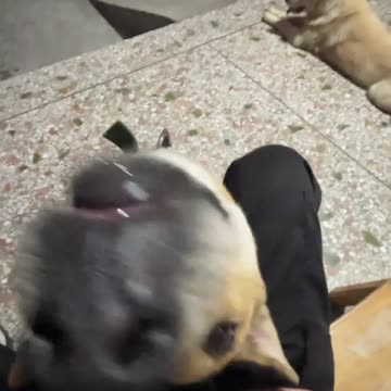 Is This What Clingy Puppies Are Like